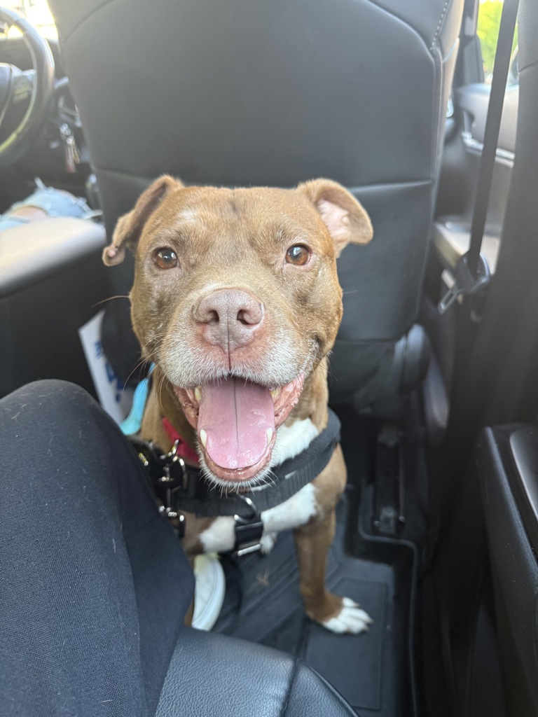Shelter Stray Male Dog last seen W 166th Street, NEW YORK, NY, 10032, 326 E 110th St, New York, NY 10029, USA