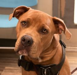 Shelter Stray Male Dog last seen Near N Camino Del Rio, San Diego, CA, 92108, 5500 Gaines St, San Diego, CA 92110, USA