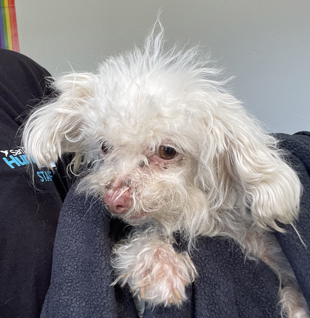 Shelter Stray Female Dog last seen Buchanan Street, Escondido, CA, 92027, Escondido, CA 92027, USA