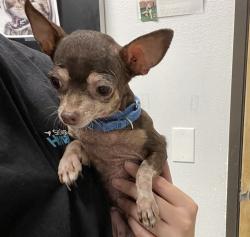 Shelter Stray Female Dog last seen Buchanan Street, Escondido, CA, 92027, Escondido, CA 92027, USA