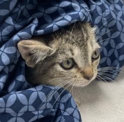 Shelter Stray Female Cat last seen Near W 11th Avenue, Escondido, CA, 92029, Escondido, CA 92027, USA
