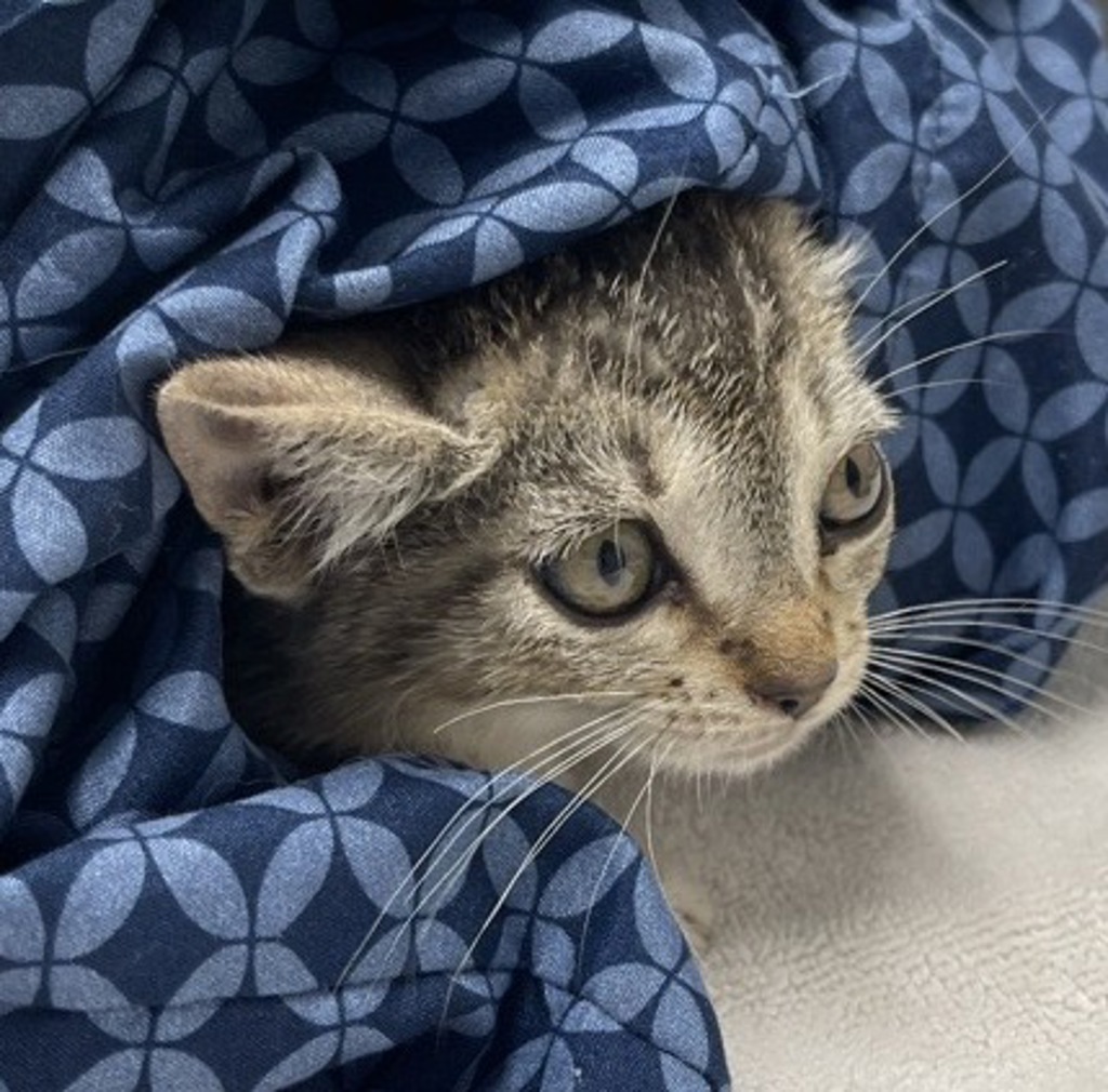 Shelter Stray Female Cat last seen Near W 11th Avenue, Escondido, CA, 92029, Escondido, CA 92027, USA