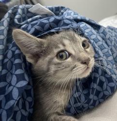 Shelter Stray Female Cat last seen Near W 11th Avenue, Escondido, CA, 92029, Escondido, CA 92027, USA
