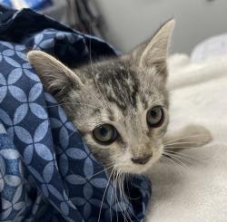 Shelter Stray Male Cat last seen Near W 11th Avenue, Escondido, CA, 92029, Escondido, CA 92027, USA