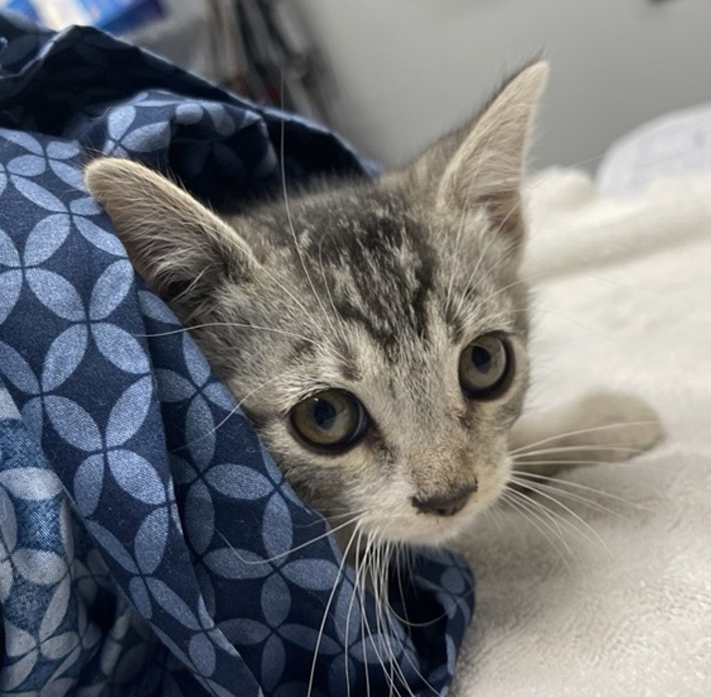 Shelter Stray Male Cat last seen Near W 11th Avenue, Escondido, CA, 92029, Escondido, CA 92027, USA