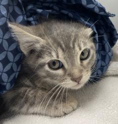 Shelter Stray Male Cat last seen Near W 11th Avenue, Escondido, CA, 92029, Escondido, CA 92027, USA