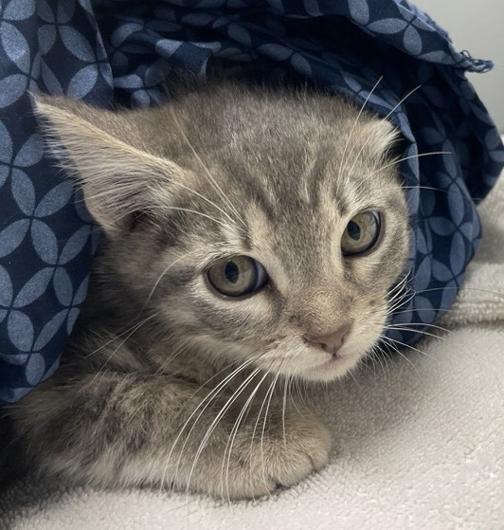 Shelter Stray Male Cat last seen Near W 11th Avenue, Escondido, CA, 92029, Escondido, CA 92027, USA