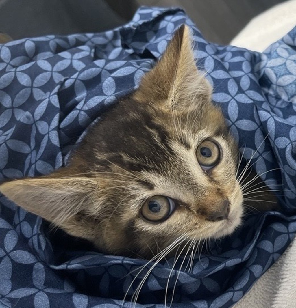 Shelter Stray Male Cat last seen Near W 11th Avenue, Escondido, CA, 92029, Escondido, CA 92027, USA