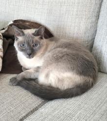 Lost Female Cat last seen Clinton River Rd west of Schoenherr., Sterling Heights, MI 48313