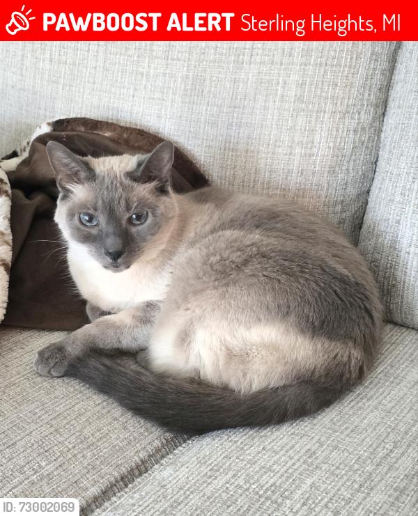 Lost Female Cat last seen Clinton River Rd west of Schoenherr., Sterling Heights, MI 48313