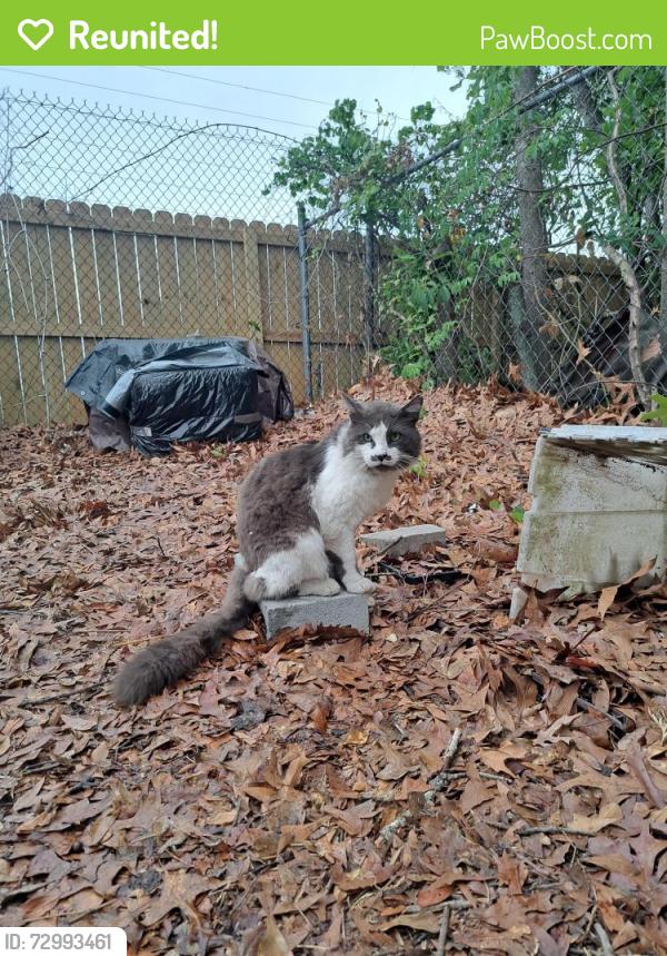 Reunited Male Cat last seen Evergreen Avenue and 12th Street , Cayce, SC 29033