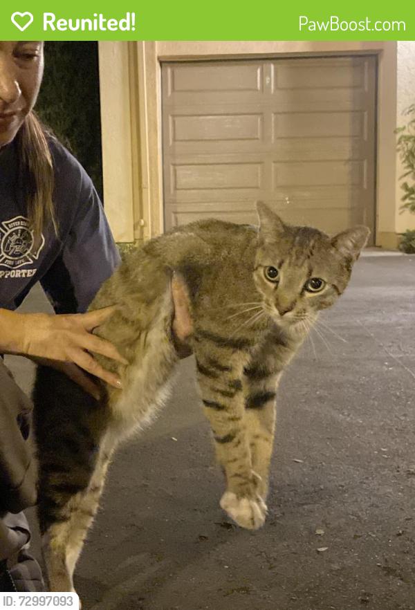 Reunited Male Cat last seen Outside apmt building @ Murano apmt Homes, Irvine, CA 92620
