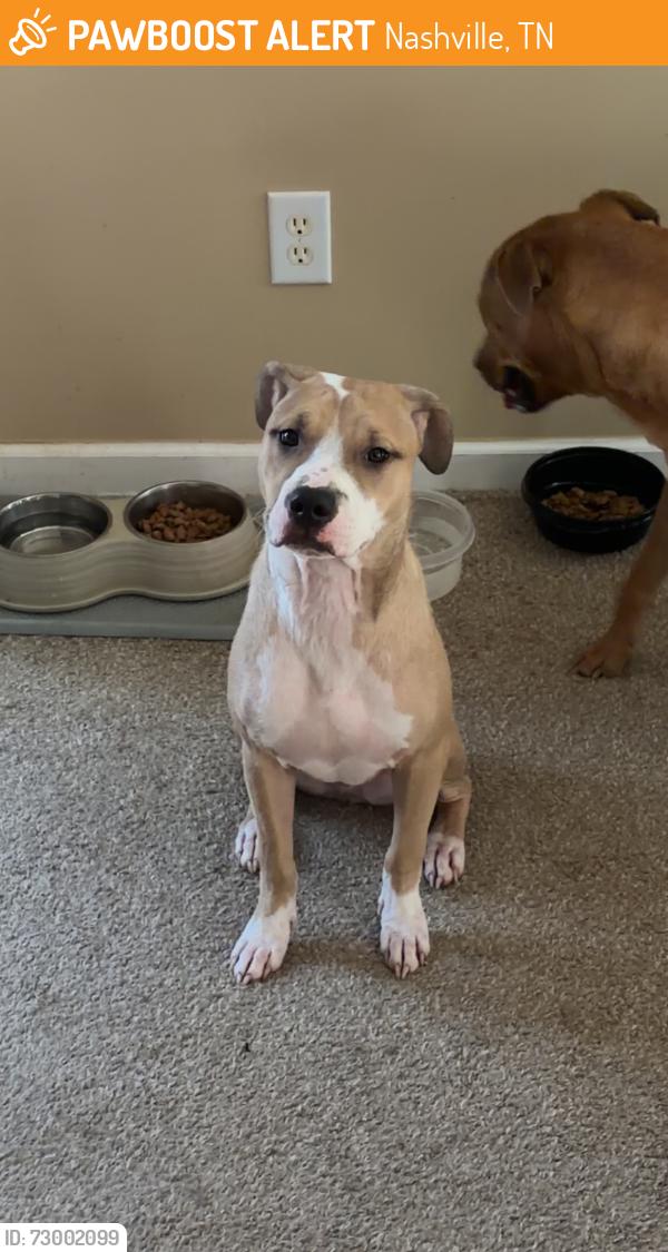 Found/Stray Male Dog last seen Charlotte Ave, Nashville, TN 37209