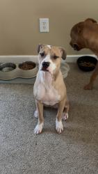 Found/Stray Male Dog last seen Charlotte Ave, Nashville, TN 37209