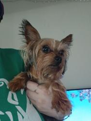 Reunited Female Dog last seen Hessen cassel rd, Hessen Cassel, IN 46819