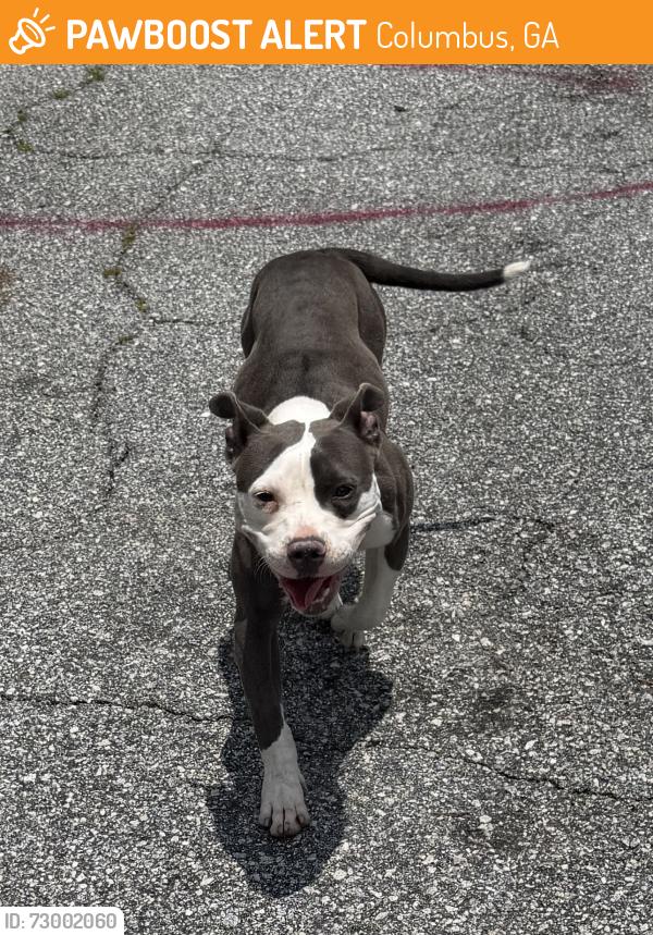 Found/Stray Female Dog last seen Lisa Ct, Columbus, GA 31907