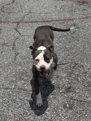 Found/Stray Female Dog last seen Lisa Ct, Columbus, GA 31907