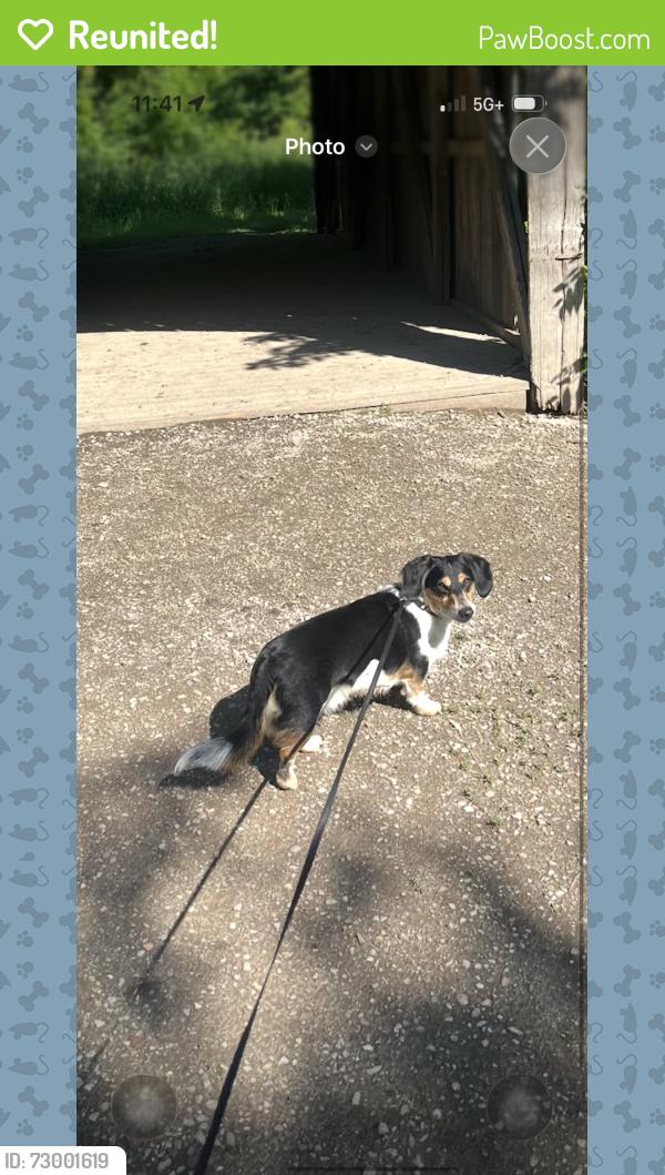 Reunited Male Dog last seen Union and wealthy , Grand Rapids, MI 49505