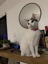 Lost Female Cat last seen Nw 6th Street , Deerfield Beach, FL 33442