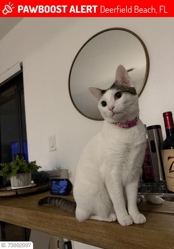 Lost Female Cat last seen Nw 6th Street , Deerfield Beach, FL 33442
