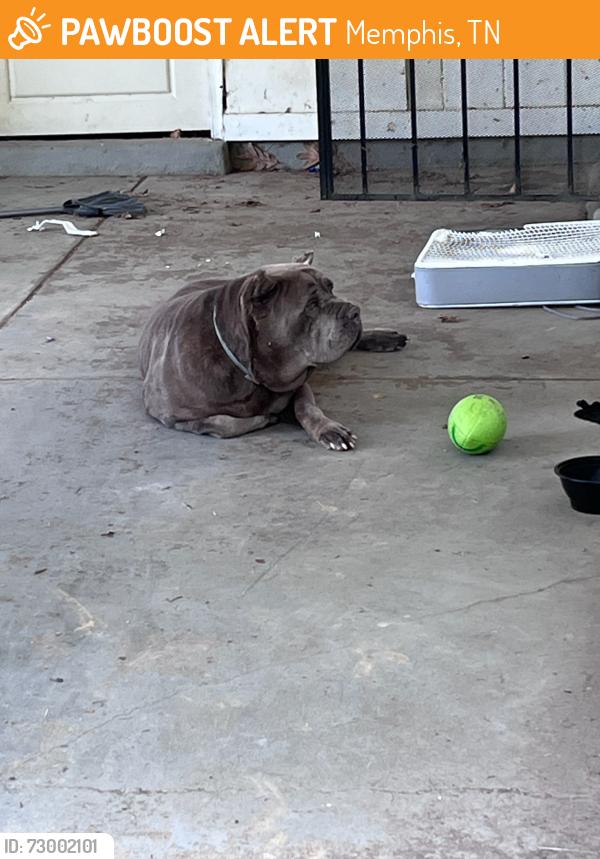 Found/Stray Female Dog last seen By Hawkins mill elementary, Memphis, TN 38127