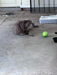 Found/Stray Female Dog last seen By Hawkins mill elementary, Memphis, TN 38127