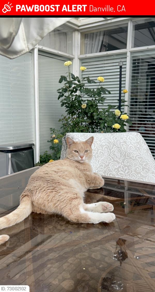 Lost Male Cat last seen Diablo road and Camino tassajara, Danville, CA 94526