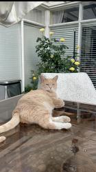 Lost Male Cat last seen Diablo road and Camino tassajara, Danville, CA 94526