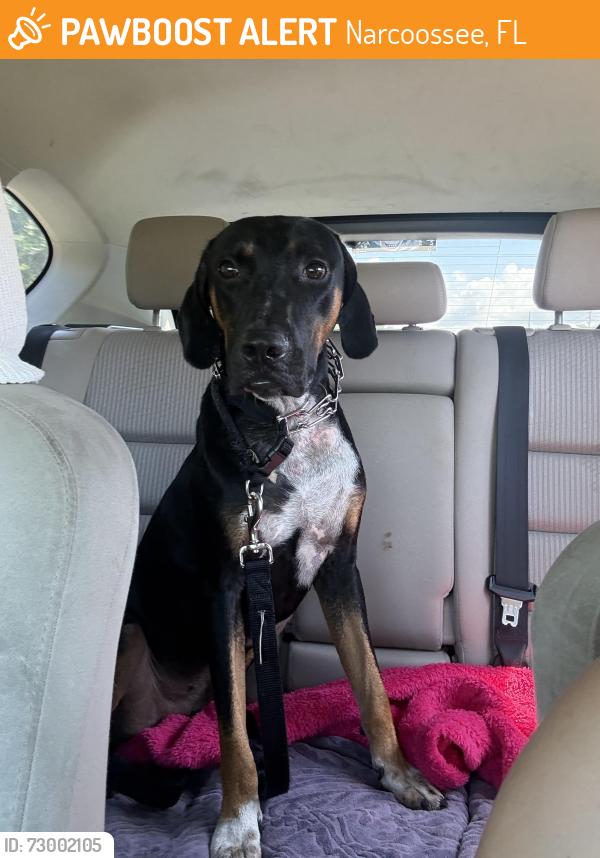 Found/Stray Male Dog last seen Narcossee and Thompskin rd by the BP, Narcoossee, FL 34771