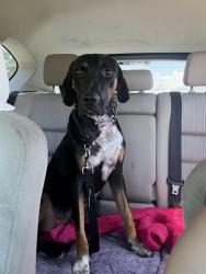 Found/Stray Male Dog last seen Narcossee and Thompskin rd by the BP, Narcoossee, FL 34771