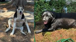 Found/Stray Female Dog last seen Near San Mateo St, Paramount, CA 90723, Paramount, CA 90723