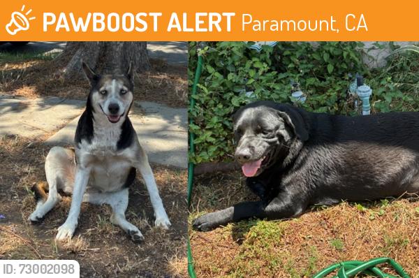 Found/Stray Female Dog last seen Near San Mateo St, Paramount, CA 90723, Paramount, CA 90723
