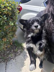 Found/Stray Male Dog last seen Oakley twp, Union City, GA 30291