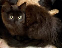 Lost Female Cat last seen Orchard Lake Rd. and Pimlico Court, Farmington Hills, MI 48336