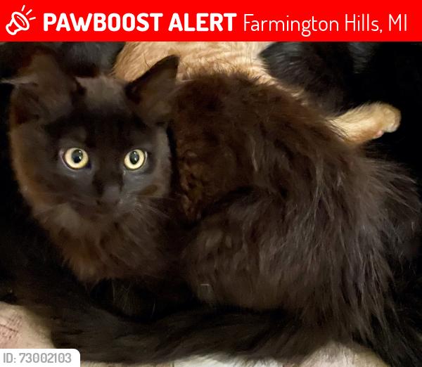 Lost Female Cat last seen Orchard Lake Rd. and Pimlico Court, Farmington Hills, MI 48336
