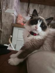 Lost Male Cat last seen St John's church , Abbey Hulton, England ST2