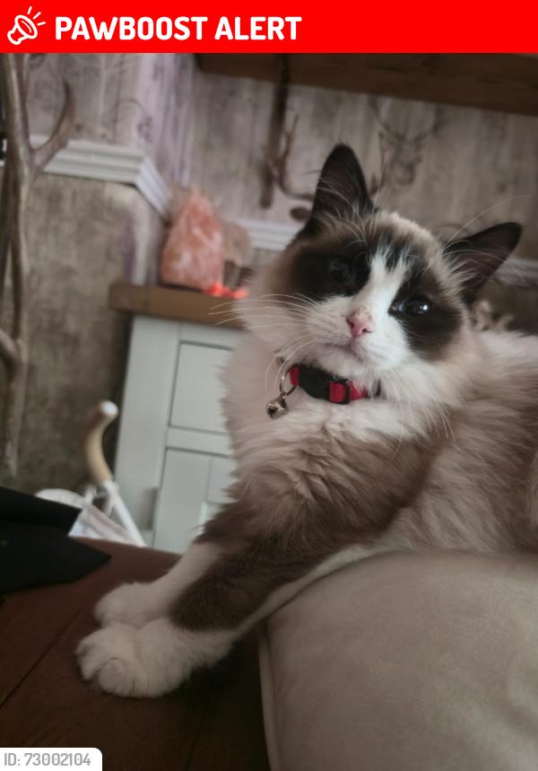 Lost Male Cat last seen St John's church , Abbey Hulton, England ST2