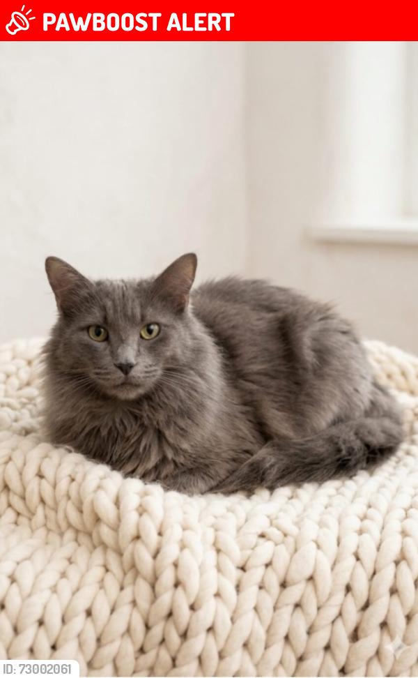 Lost Male Cat last seen Glen Erin Dr and The Collegeway, Mississauga, ON L5L 3S2