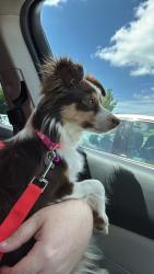 Reunited Female Dog last seen Sir Roland and Corn Valley Dr, Grand Prairie, TX 75052