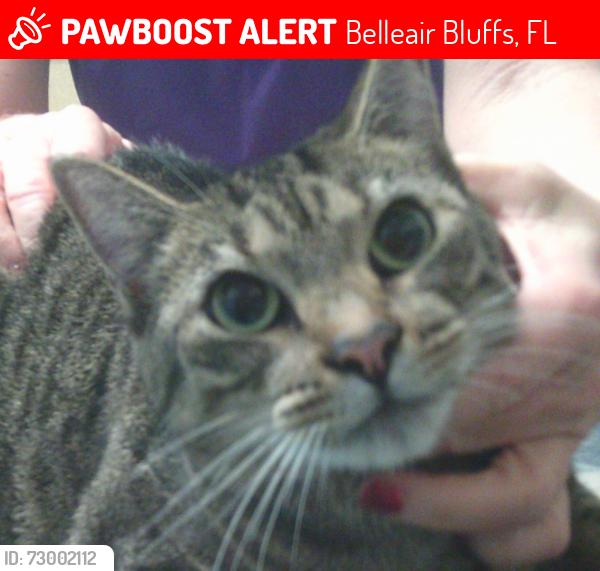 Lost Female Cat last seen Indian Rocks Rd , Belleair Bluffs, FL 33770