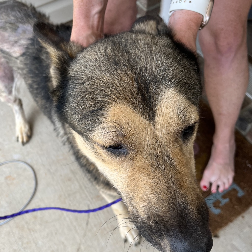 Shelter Stray Male Dog last seen , 980 Guilford College Rd, Greensboro, NC 27409, USA