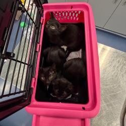 Shelter Stray Female Cat last seen , 980 Guilford College Rd, Greensboro, NC 27409, USA