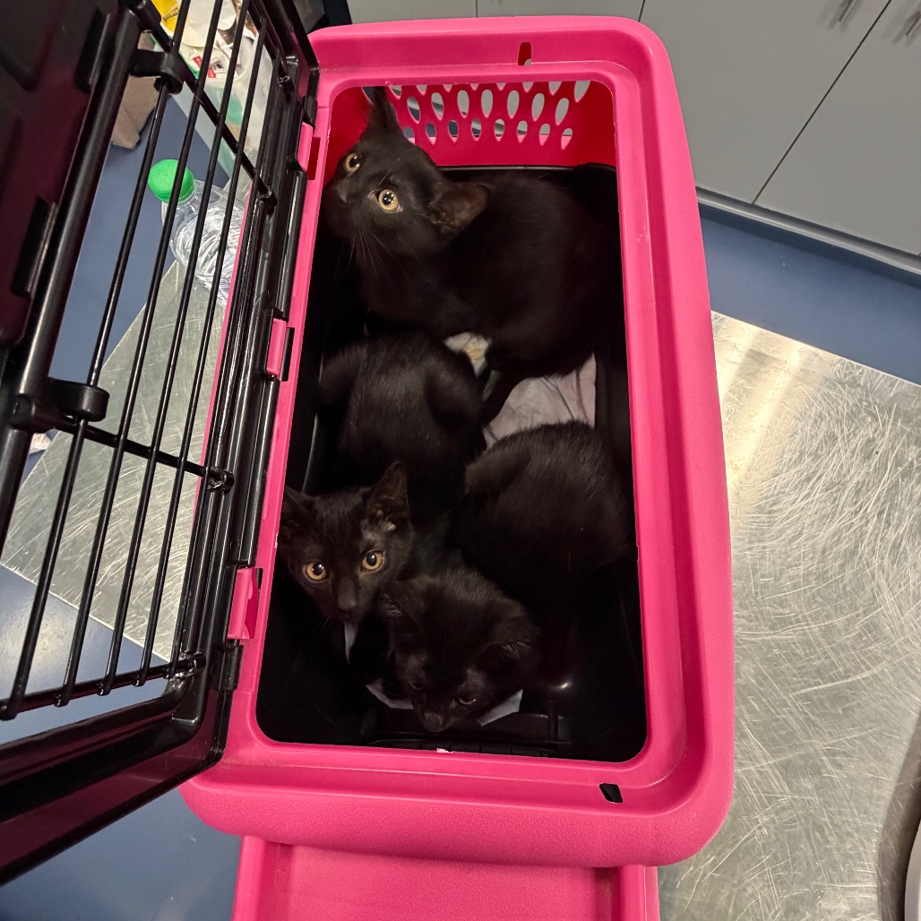 Shelter Stray Female Cat last seen , 980 Guilford College Rd, Greensboro, NC 27409, USA