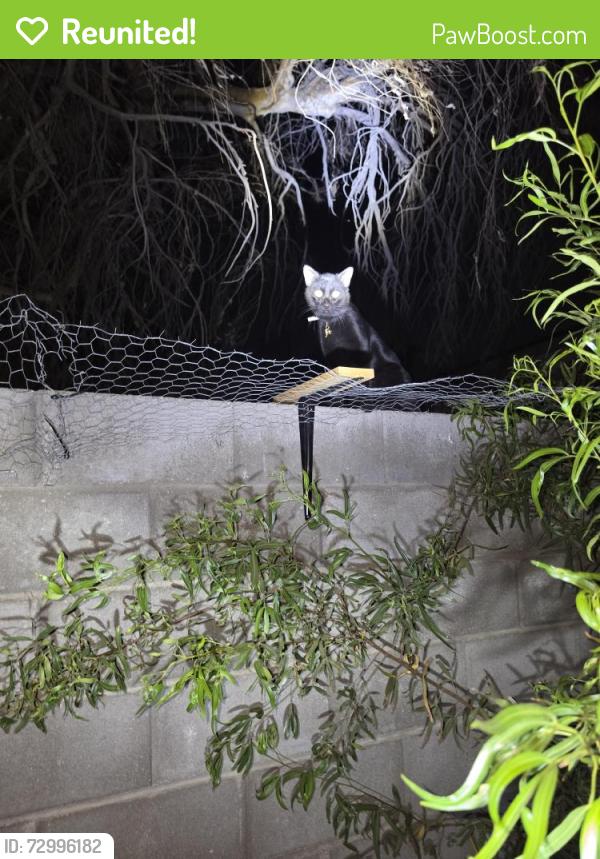 Reunited Male Cat last seen 39th avenue in Missouri, Phoenix, AZ 85019