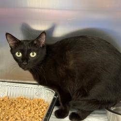 Shelter Stray Female Cat last seen , 980 Guilford College Rd, Greensboro, NC 27409, USA