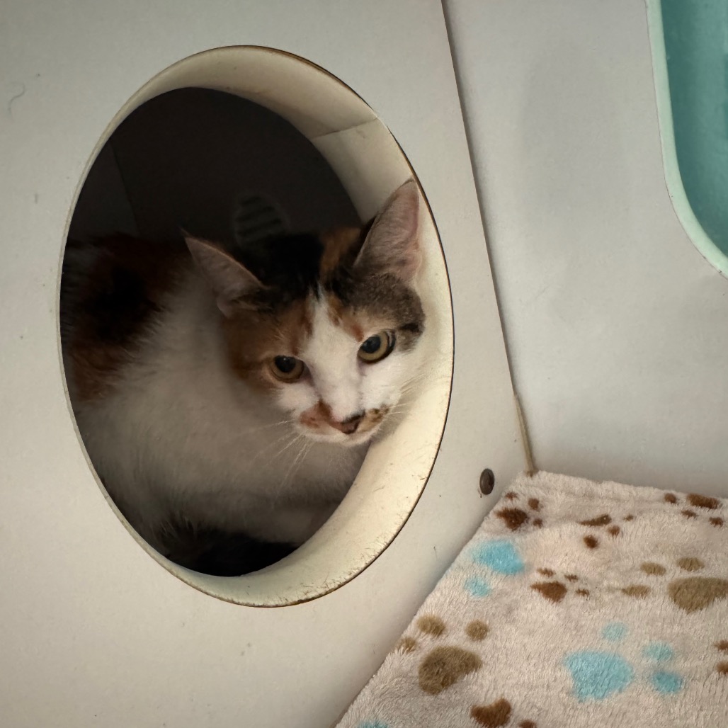 Shelter Stray Female Cat last seen , 141 Canna Ln, Lake Jackson, TX 77566, USA