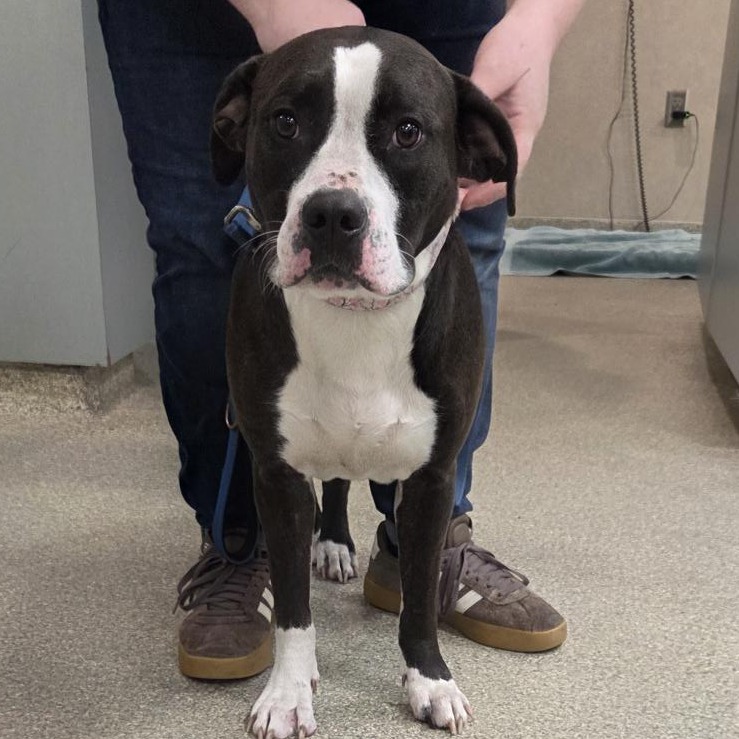 Shelter Stray Female Dog last seen , 8464 Beach Blvd, Jacksonville, FL 32216, USA