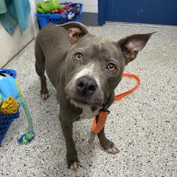 Shelter Stray Female Dog last seen , 1901 N 31st Ave, Hattiesburg, MS 39401, USA