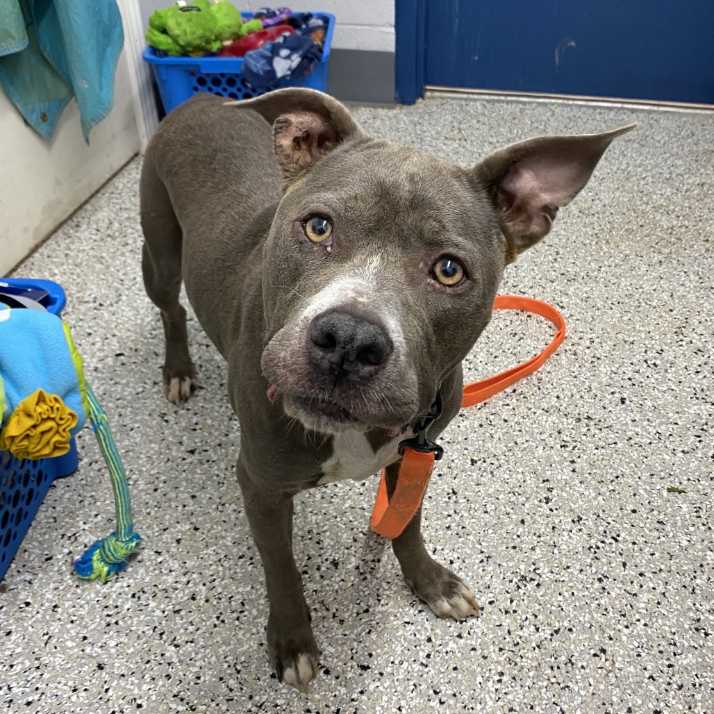 Shelter Stray Female Dog last seen , 1901 N 31st Ave, Hattiesburg, MS 39401, USA