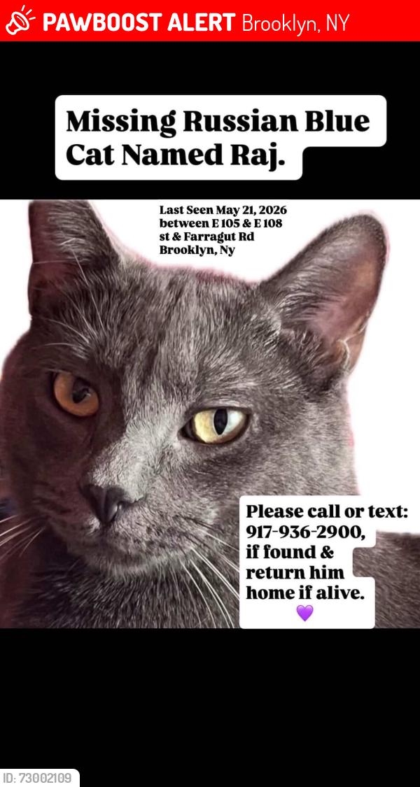 Lost Male Cat last seen E 105th st Farragut Rd, Brooklyn, NY 11236